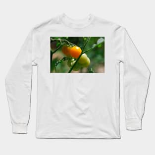 Orange Tomatoes Ripening on the Vine Long Sleeve T-Shirt